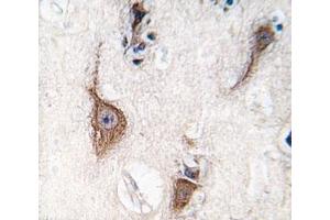 IHC analysis of FFPE human brain tissue stained with PGP9. (UCHL1 抗体  (AA 16-46))