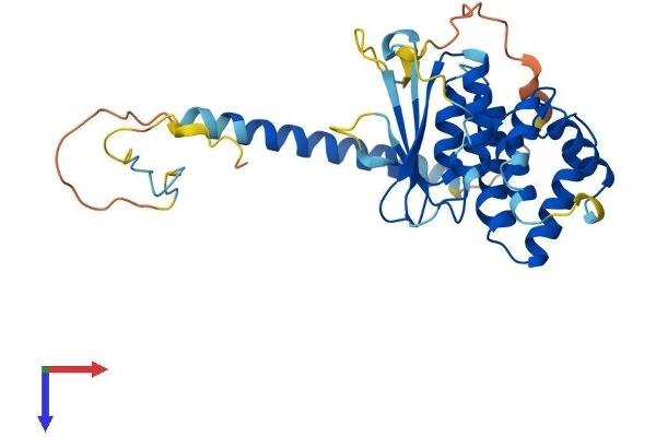 AIMP2 Protein (AA 1-320) (His tag)