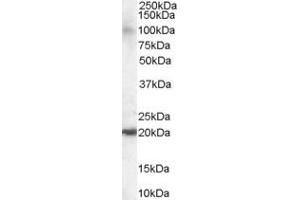 ABIN184829 staining (0. (ARL6IP5 抗体  (C-Term))