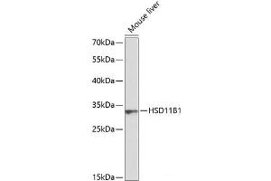 Western blot analysis of extracts of Mouse liver using HSD11B1 Polyclonal Antibody at dilution of 1:1000. (HSD11B1 抗体)