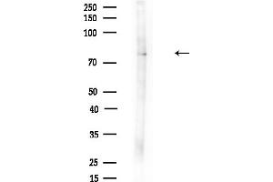 Western blot analysis of lysates from Mouse brain, using Melanophilin Antibody at 1/1000 dilution.