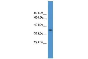 C4orf19 antibody used at 0. (C4orf19 抗体  (N-Term))