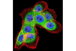 Immunofluorescence (IF) image for anti-Ferritin, Light Polypeptide (FTL) (AA 1-157) antibody (ABIN2682990)