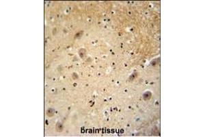 WDSOF1 antibody (C-term) (ABIN654792 and ABIN2844470) immunohistochemistry analysis in formalin fixed and paraffin embedded human brain tissue followed by peroxidase conjugation of the secondary antibody and DAB staining.