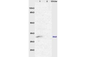 L1 mouse kidney lysates L2 mouse lung lysates probed with Anti AQP2 Polyclonal Antibody, Unconjugated (ABIN1385618) at 1:200 overnight at 4 °C. (AQP2 抗体  (AA 101-200))