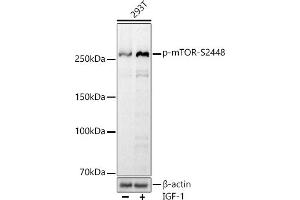 Western blot analysis of extracts of 293T cells, using Phospho-mTOR-S2448 antibody (ABIN7268435) at 1:1000 dilution. (MTOR 抗体  (pSer2448))