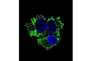 Confocal immunofluorescent analysis of ALDH2 Antibody (ABIN658993 and ABIN2838036) with HepG2 cell followed by Alexa Fluor® 488-conjugated goat anti-mouse lgG (green). (ALDH2 抗体)