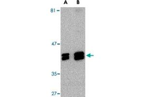 Western blot analysis of SH3GLB1 in HeLa cell lysate with SH3GLB1 polyclonal antibody  at (A) 1 and (B) 2 ug/mL . (SH3GLB1 抗体  (C-Term))