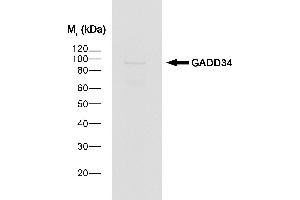 Western Blotting (WB) image for Donkey anti-Goat IgG antibody (HRP) (ABIN2474358) (驴 anti-山羊 IgG Antibody (HRP))