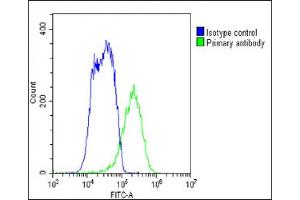 Overlay histogram showing HepG2 cells stained with B(green line). (SLC29A1 抗体  (C-Term))