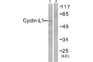 Western blot analysis of extracts from HepG2 cells, using Cyclin-L1 antibody (#C0295). (Cyclin L1 抗体)