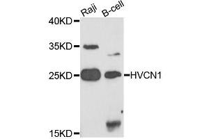Western blot analysis of extracts of various cell lines, using HVCN1 antibody (ABIN5995814) at 1/1000 dilution.