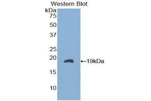 Detection of Recombinant FABP9, Mouse using Polyclonal Antibody to Fatty Acid Binding Protein 9, Testis (FABP9) (FABP9 抗体  (AA 1-132))
