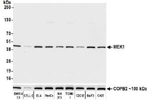 Western Blotting (WB) image for anti-Mitogen-Activated Protein Kinase Kinase 1 (MAP2K1) (AA 1-50) antibody (ABIN7453324) (Recombinant MEK1 抗体  (AA 1-50))