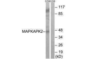 Western blot analysis of extracts from COS cells, using MAPKAPK2 (Ab-272) antibody.