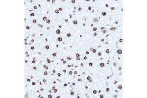 Immunohistochemistry of paraffin-embedded mouse liver using [KO Validated] Histone H1. (Histone H1 抗体  (AA 1-105))