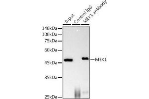 Immunoprecipitation analysis of 600 μg extracts of Mouse brain using 3 μg MEK1 antibody (ABIN7268633). (MEK1 抗体)