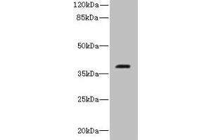 Western blot All lanes: RIBC2 antibody at 0. (RIBC2 抗体  (AA 1-309))