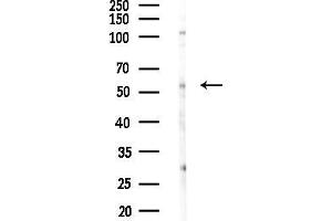anti-CDC like Kinase 1 (CLK1) (N-Term) antibody
