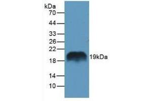 Detection of REG1a in Rat Pancreas Tissue using Polyclonal Antibody to Regenerating Islet Derived Protein 1 Alpha (REG1a) (REG1A 抗体  (AA 10-165))
