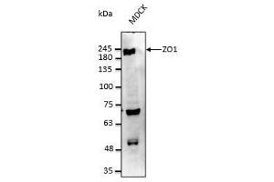 Anti-ZO1 Ab at 1/2,500 dilution, 50 µg of total protein per rabbit polyclonal to goat IgG (HRP) at 1/10,000 dilution, (TJP1 抗体  (C-Term))