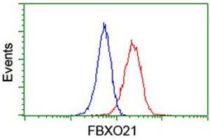 Image no. 6 for anti-F-Box Protein 21 (FBXO21) antibody (ABIN1498233) (FBXO21 抗体)