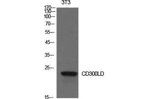 Western Blot (WB) analysis of NIH-3T3 cells using CD300d Polyclonal Antibody. (CD300d 抗体  (Internal Region))