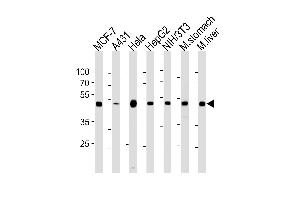 ENO1 Antibody (ABIN1882238 and ABIN2843352) western blot analysis in MCF-7,A431,Hela,HepG2,mouse NIH/3T3 cell line and mouse stomach,liver tissue lysates (35 μg/lane). (ENO1 抗体)