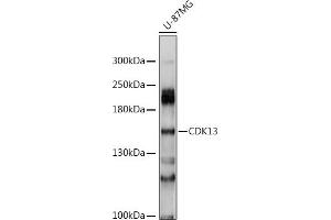 Western blot analysis of extracts of U-87MG cells, using CDK13 antibody (ABIN6130965, ABIN6138307, ABIN6138308 and ABIN6214440) at 1:1000 dilution. (CDK13 抗体  (AA 620-900))