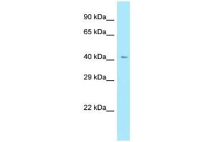 WB Suggested Anti-RXFP4 Antibody Titration: 1. (RXFP4 抗体  (C-Term))