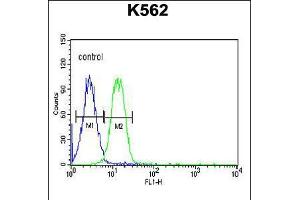 Flow cytometric analysis of K562 cells (right histogram) compared to a negative control cell (left histogram). (Advillin 抗体  (N-Term))