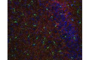Indirect immunostaining of PFA fixed mouse cortex section with anti-synaptoporin (dilution 1 : 500; red) and rabbit anti-IBA 1 (, dilution 1 : 500; green). (Synaptoporin 抗体  (AA 250-265))