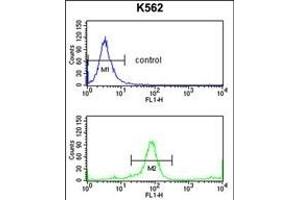 Flow Cytometry (FACS) image for anti-Killer Cell Immunoglobulin-Like Receptor, three Domains, Long Cytoplasmic Tail, 3 (KIR3DL3) (AA 132-158) antibody (ABIN653117)