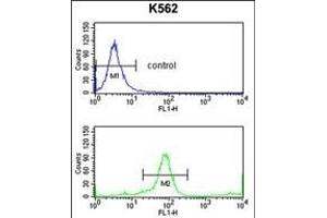 KIR3DL3 Antibody (Center) (ABIN653117 and ABIN2842700) flow cytometry analysis of K562 cells (bottom histogram) compared to a negative control cell (top histogram). (KIR3DL3 抗体  (AA 132-158))