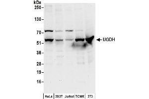 anti-UDP-Glucose 6-Dehydrogenase (UGDH) (AA 25-75) antibody