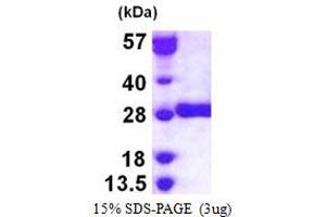 Image no. 1 for Glutathione S-Transferase mu 3 (Brain) (GSTM3) protein (His tag) (ABIN1098233) (GSTM3 Protein (His tag))
