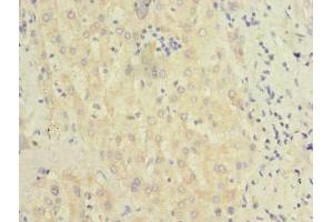 Immunohistochemistry of paraffin-embedded human liver tissue using ABIN7145347 at dilution of 1:100 (BEND7 抗体  (AA 1-374))