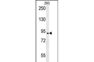 BRD2- (ABIN392609 and ABIN2842131) western blot analysis in 293 cell line lysates (35 μg/lane). (BRD2 抗体  (AA 170-200))