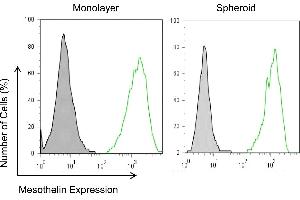Mesothelin expression in mesothelioma monolayers and spheroids. (Mesothelin 抗体)