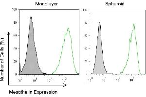 Mesothelin expression in mesothelioma monolayers and spheroids.