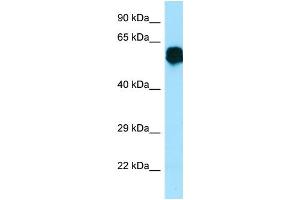 WB Suggested Anti-CR1L Antibody Titration: 1. (CR1L 抗体  (Middle Region))