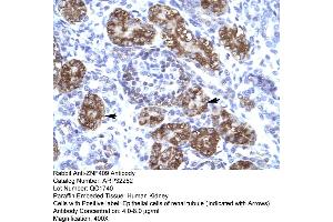 Human kidney (ZFHX2 抗体  (Middle Region))
