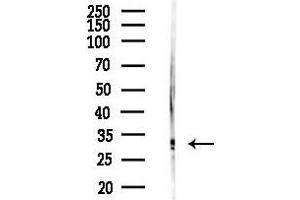 anti-Fibroblast Growth Factor 5 (FGF5) (C-Term) antibody