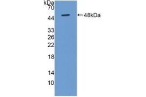 Detection of Recombinant BMP4, Human using Polyclonal Antibody to Bone Morphogenetic Protein 4 (BMP4) (BMP4 抗体  (AA 22-408))