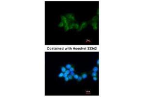 ICC/IF Image Immunofluorescence analysis of methanol-fixed HepG2, using BHMT, antibody at 1:200 dilution. (BHMT 抗体)