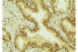 ABIN6277632 at 1/100 staining Mouse colon tissue by IHC-P. (UGT1A4 抗体)