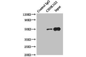 Immunoprecipitating CSNK1G2 in Hela whole cell lysate Lane 1: Rabbit control IgG instead of (1 μg) instead of ABIN7146876 in Hela whole cell lysate. (Casein Kinase 1 gamma 2 抗体  (Isoform gamma 2))