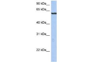 Western Blotting (WB) image for anti-Tripartite Motif Containing 22 (TRIM22) antibody (ABIN2460132) (TRIM22 抗体)