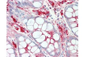 Anti-LAMP1 / CD107a antibody IHC staining of human colon. (LAMP1 抗体)