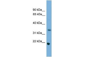 WB Suggested Anti-Sohlh1 Antibody Titration:  0. (SOHLH1 抗体  (Middle Region))